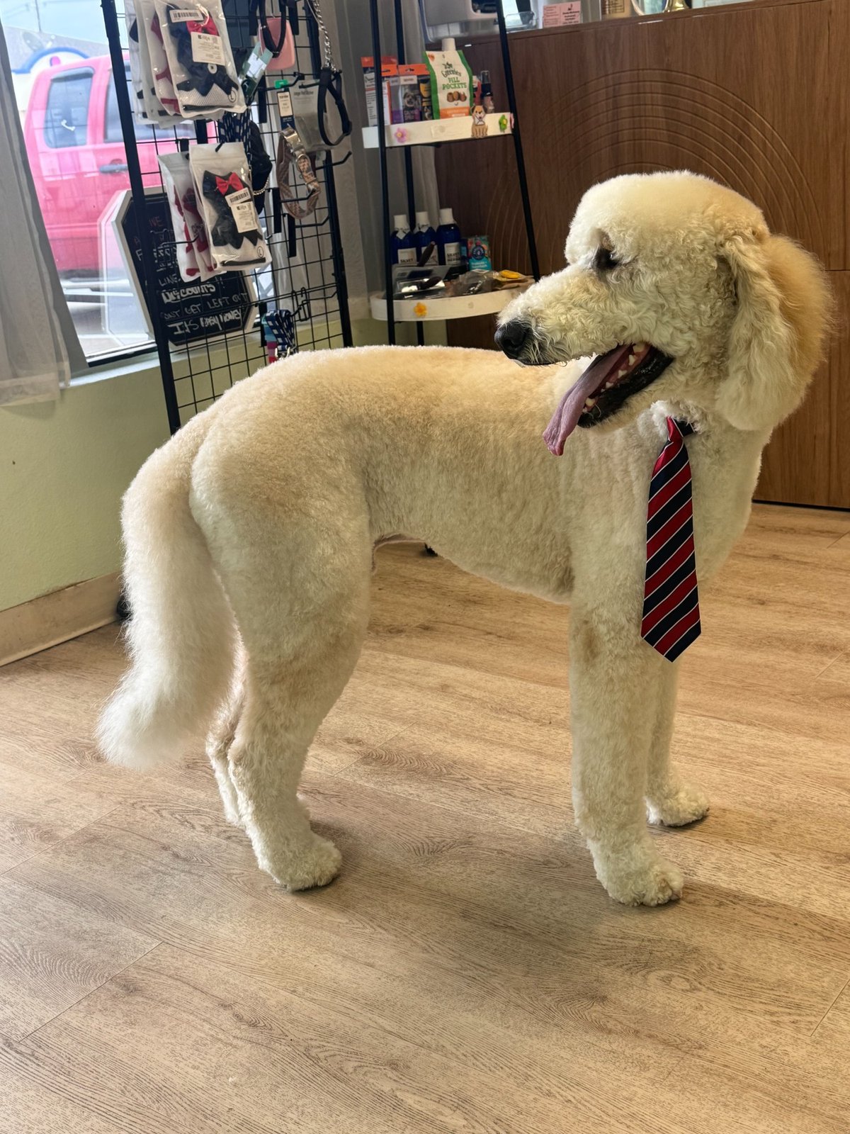 A calm, freshly groomed dog