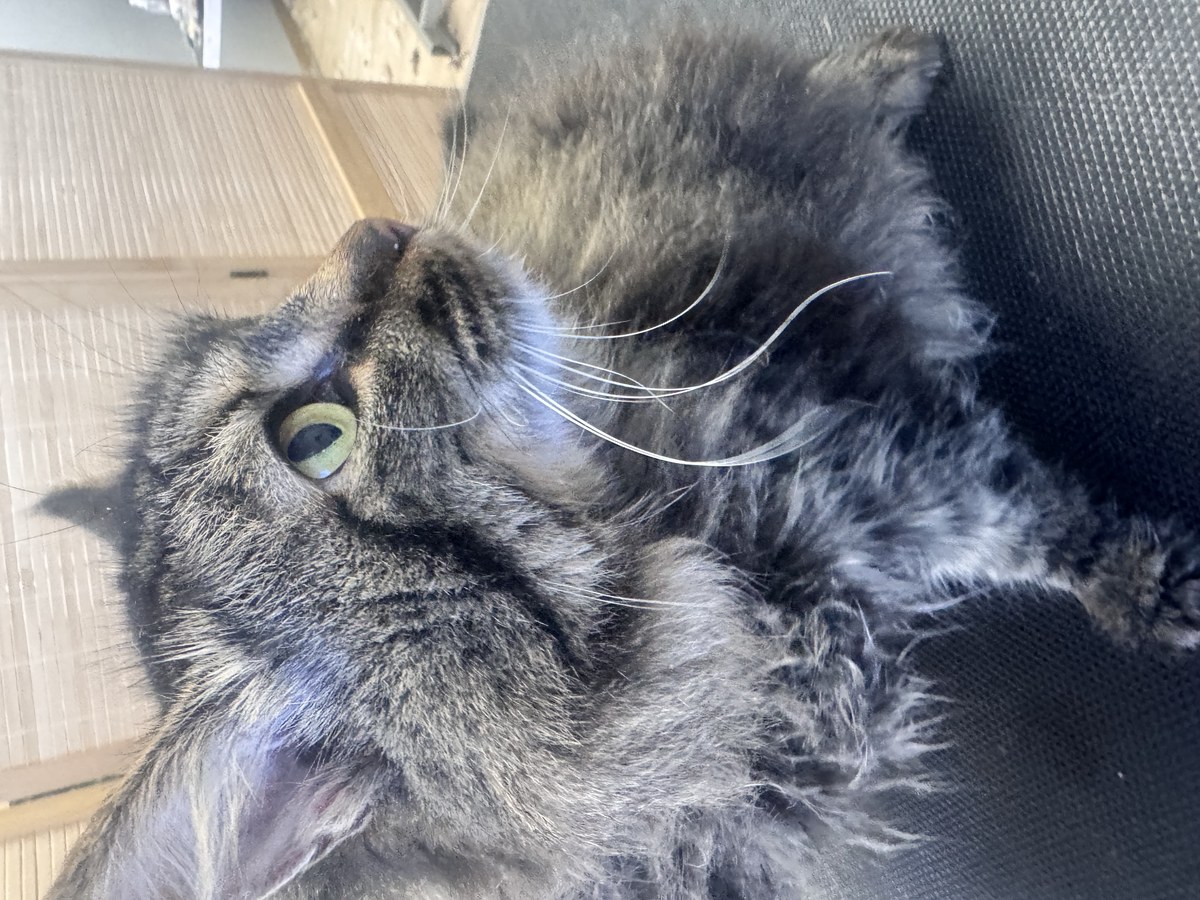 Cat groom at Bark & Purr