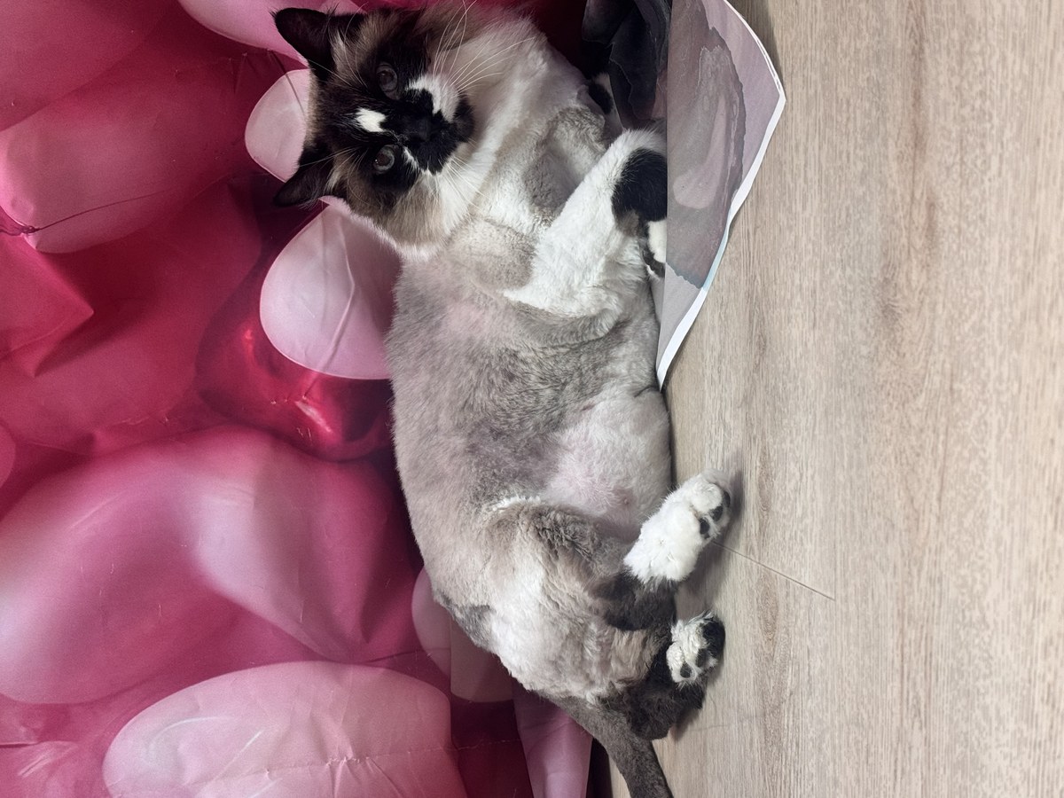 Cat groom at Bark & Purr