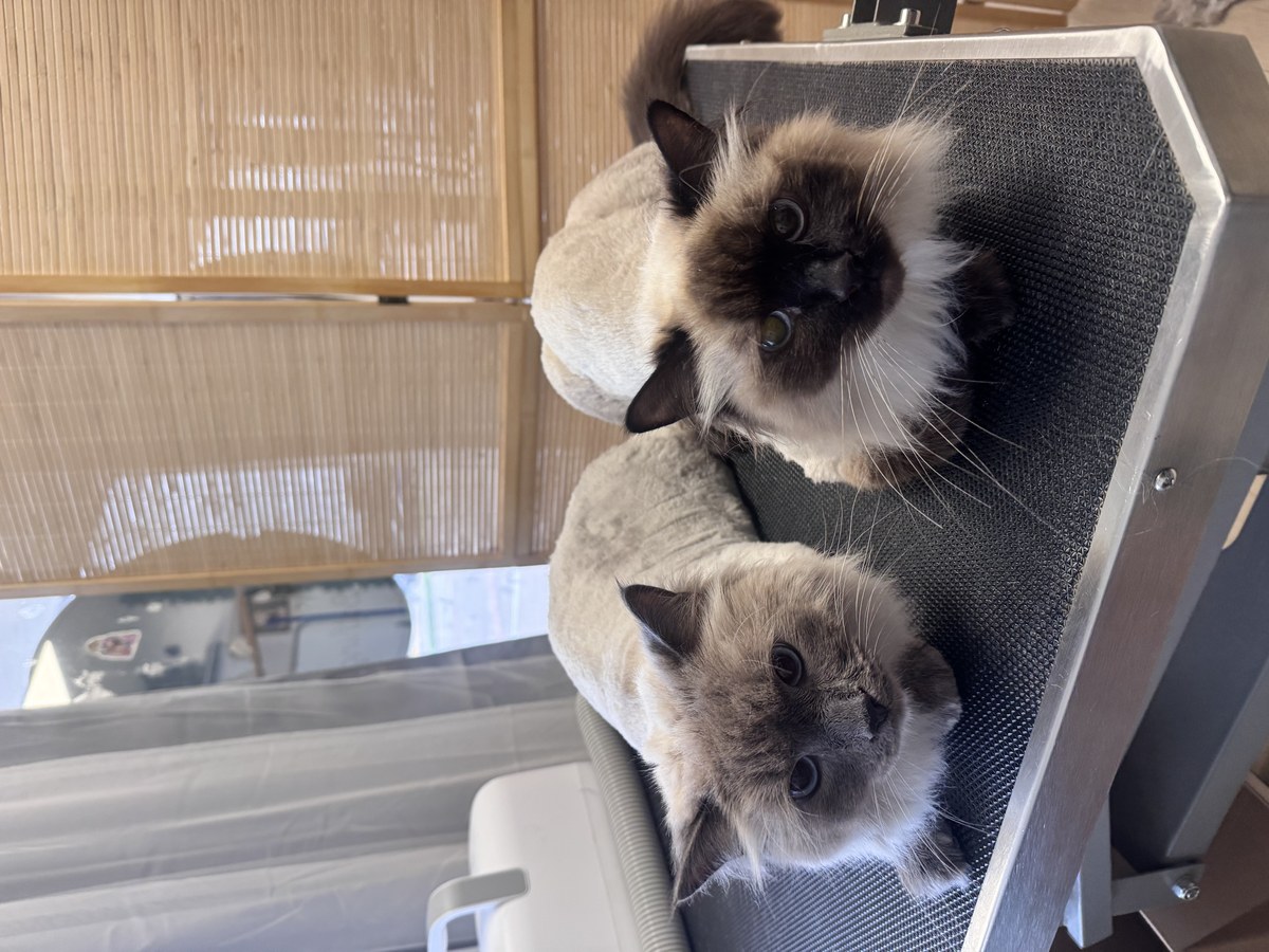 Cat groom at Bark & Purr