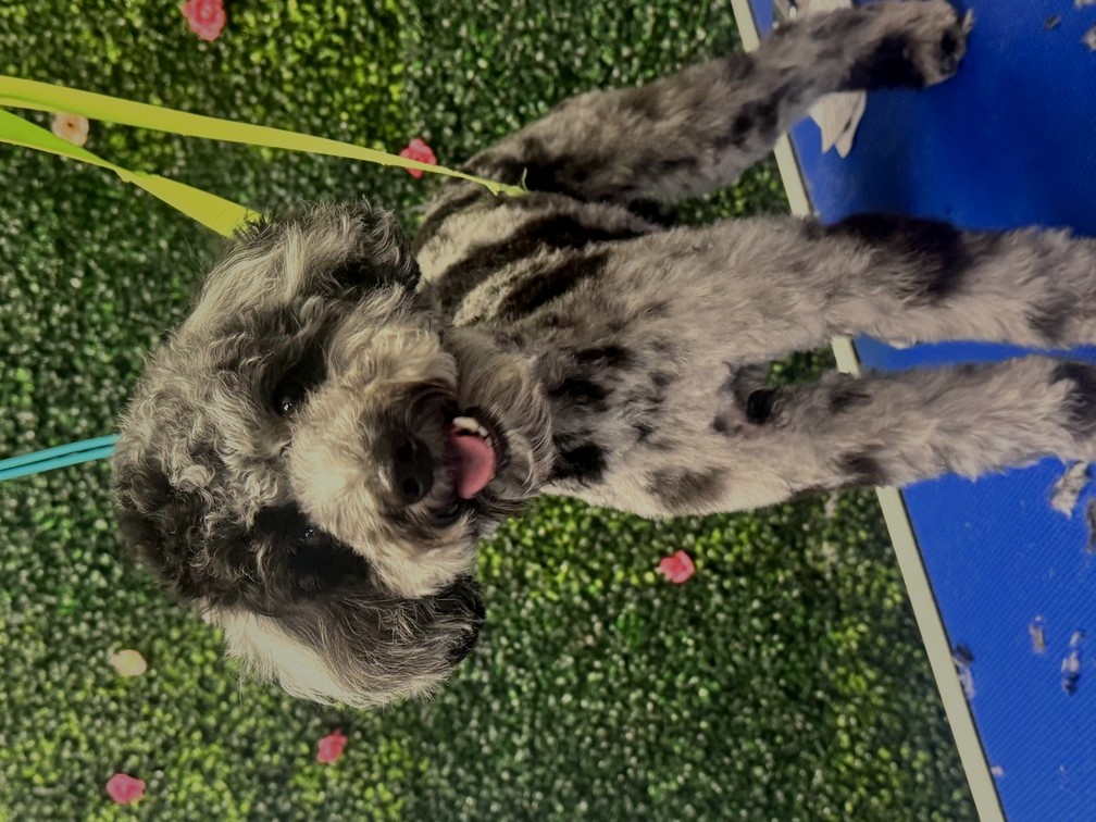 Parti doodle groom by Des