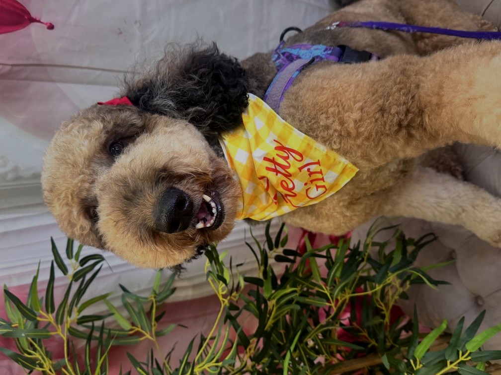 Goldendoodle groom by Des