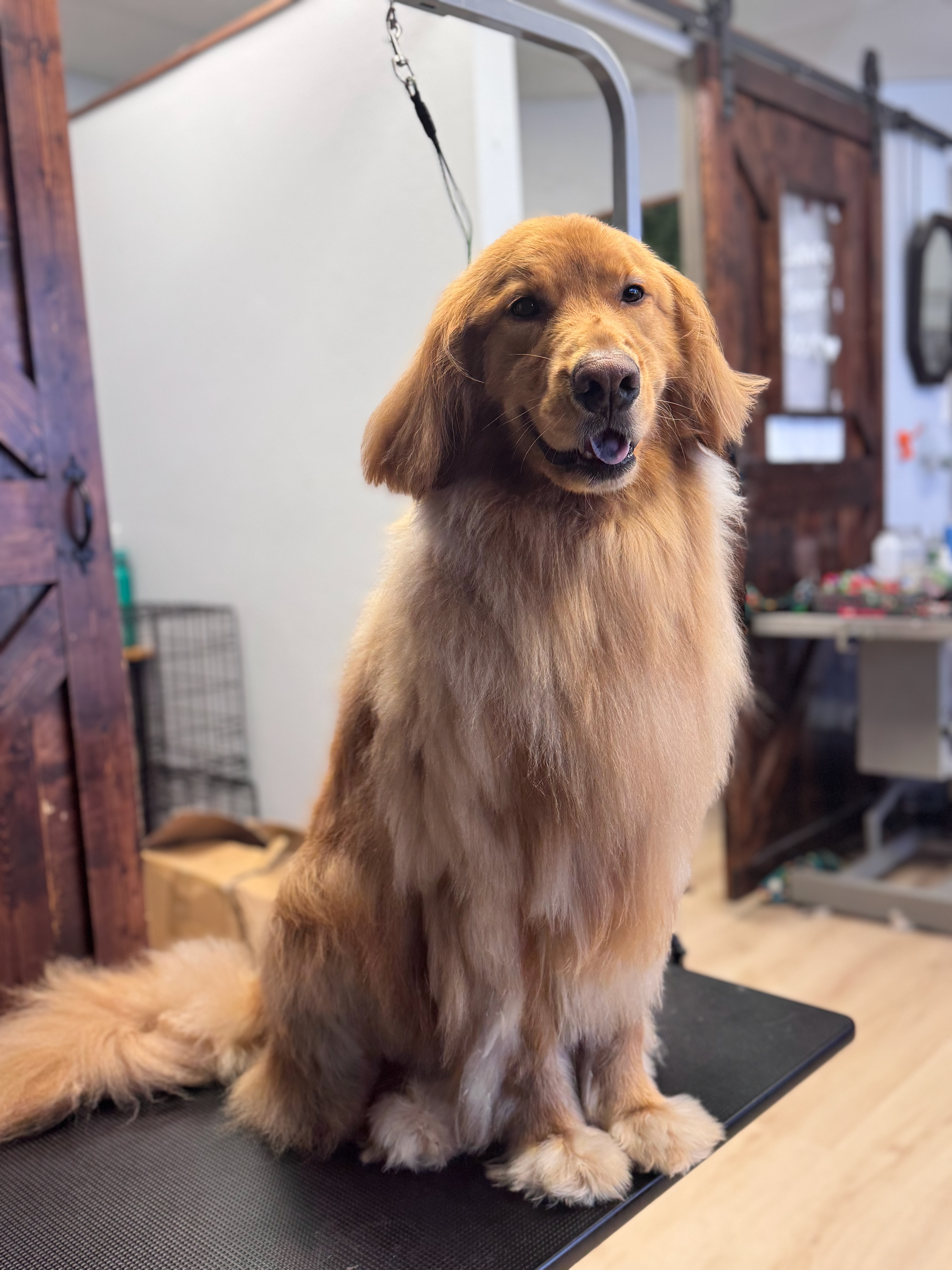 Dog grooming pricing at Bark & Purr