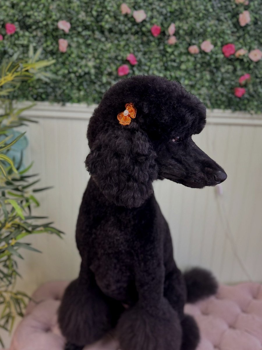 Black poodle groom by Julia
