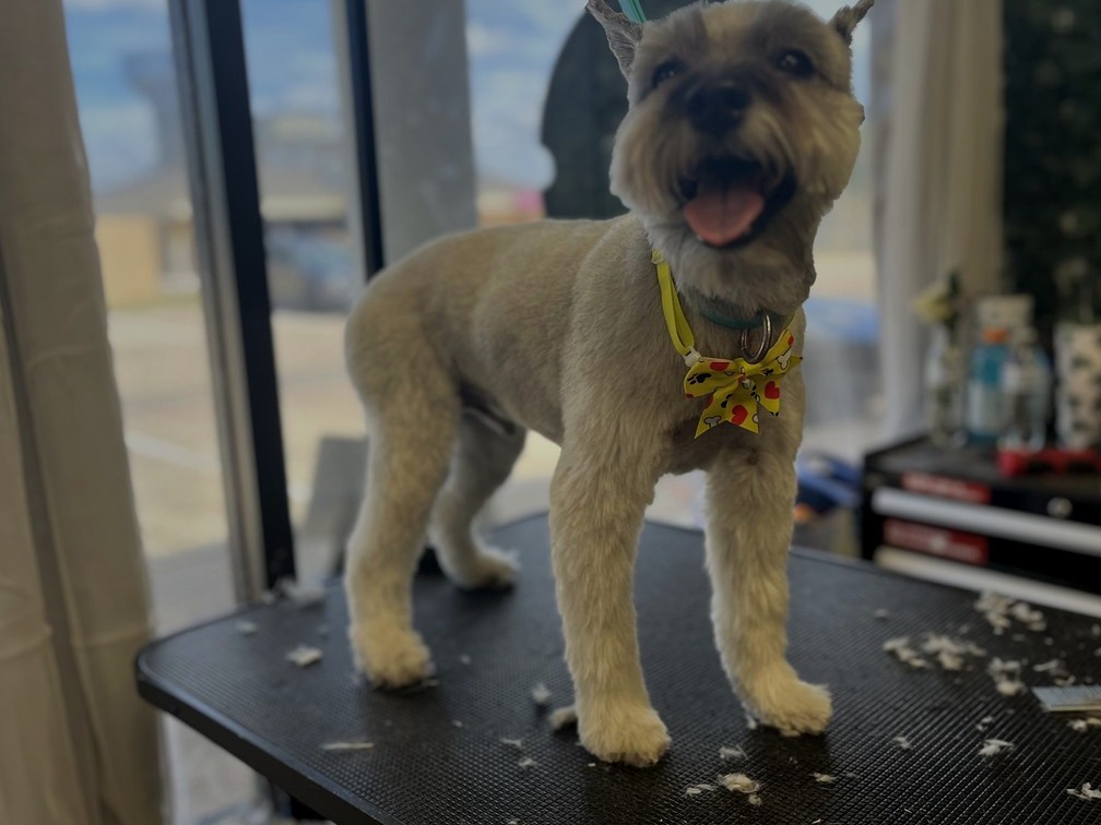 Schnauzer groom by Julia