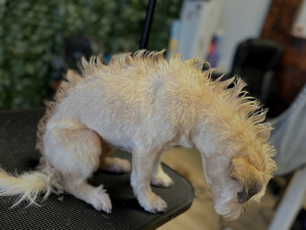 Chow Chow groom by Julia