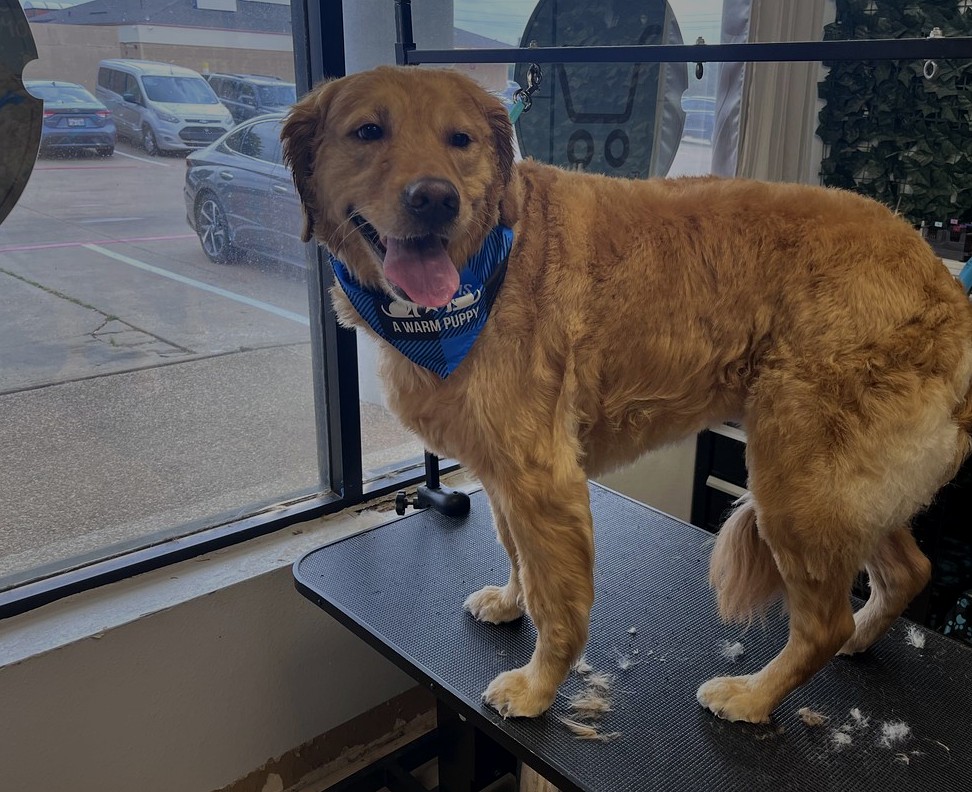 Golden Retriever groom by Julia