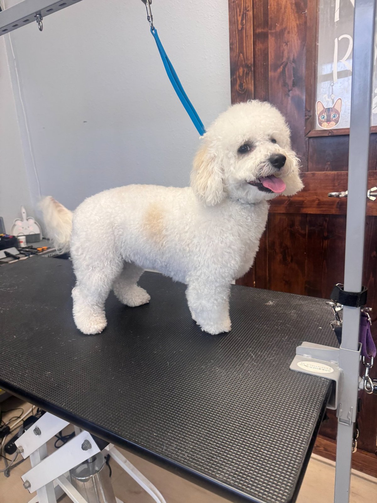 Bichon on grooming table