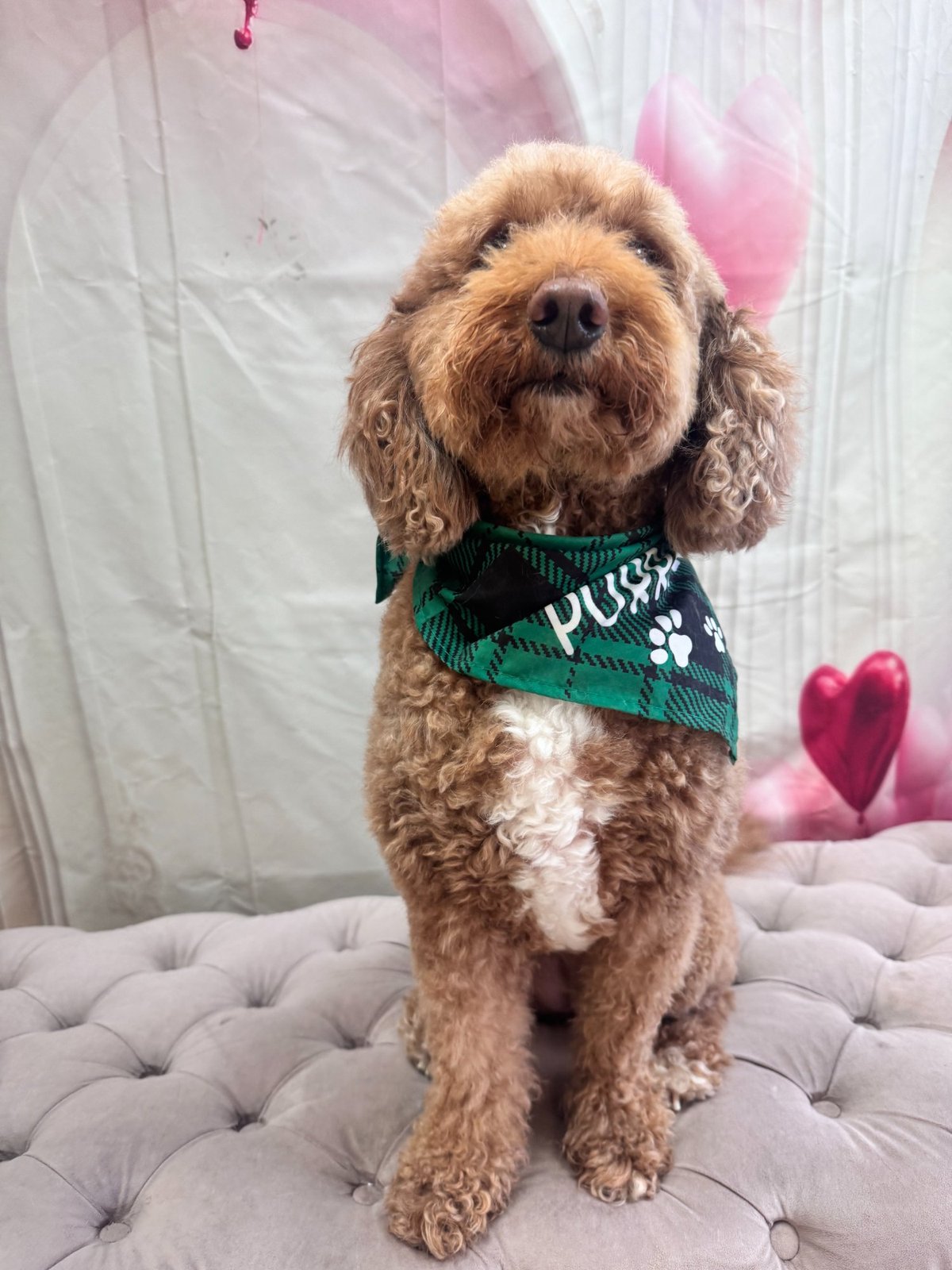 Freshly groomed cockapoo