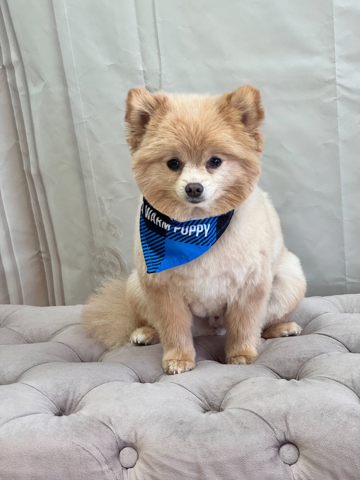Pomeranian with bandana