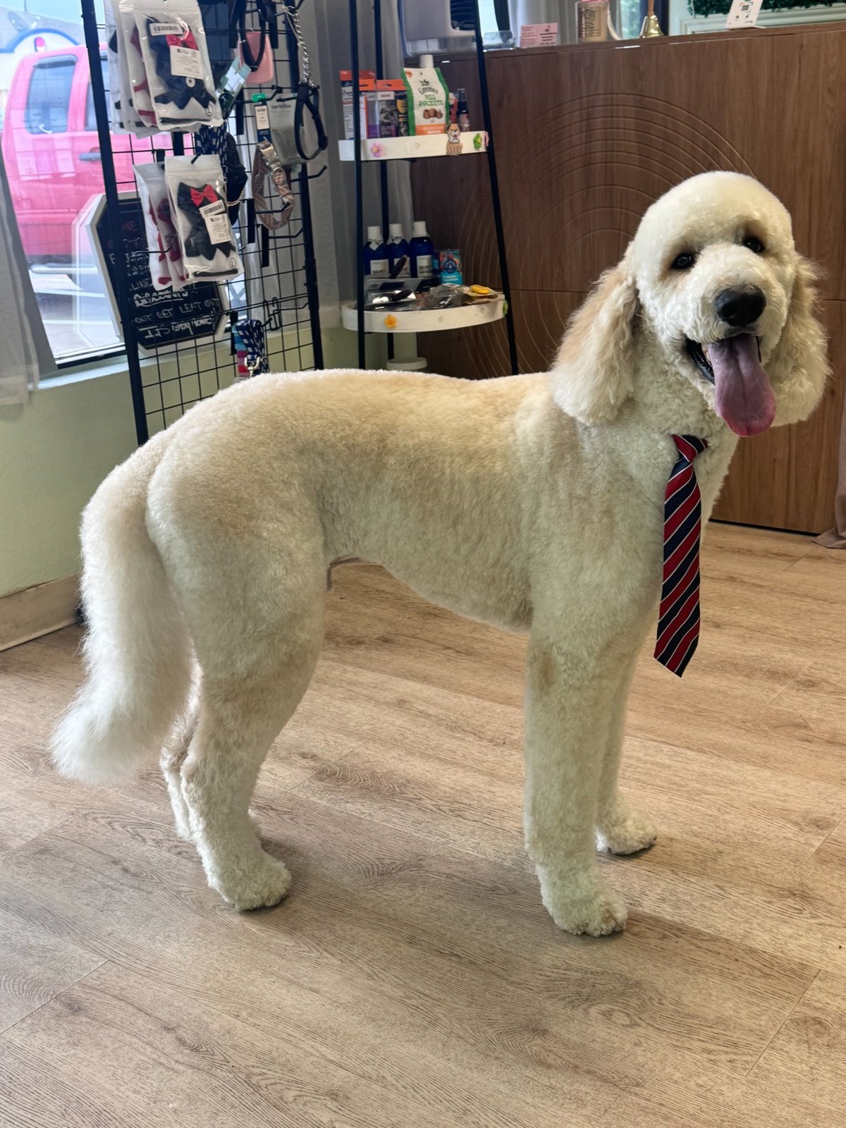 Poodle with bow tie