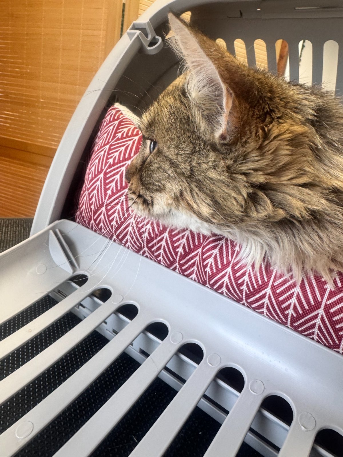 Groomed tabby cat