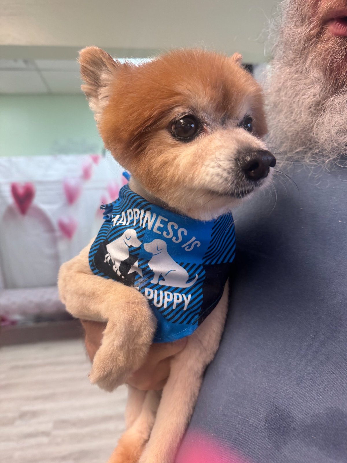 Tiny pomeranian held