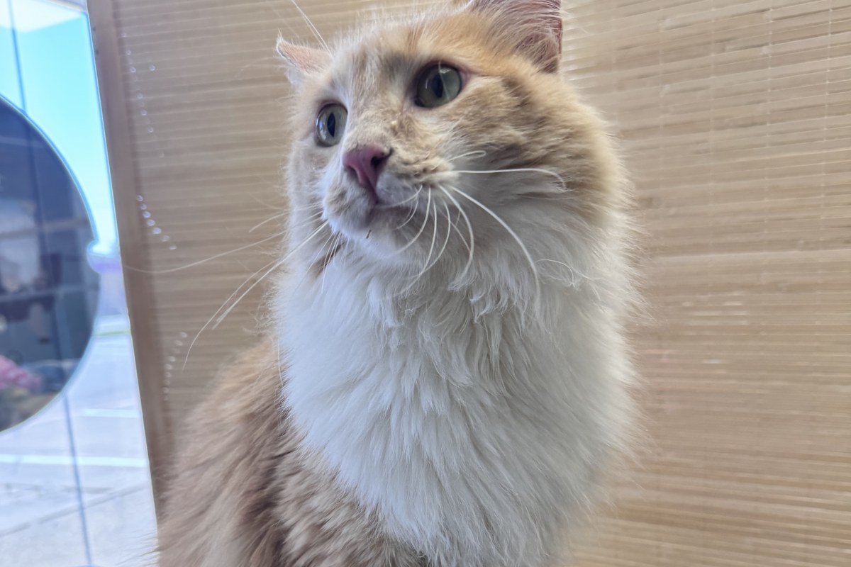 A relaxed long-haired cat in Bark & Purr's cat grooming suite.