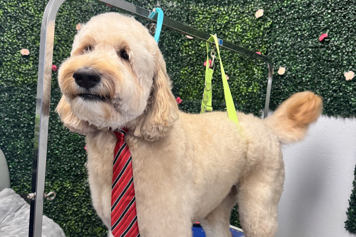 A dog being gently groomed at Bark & Purr.