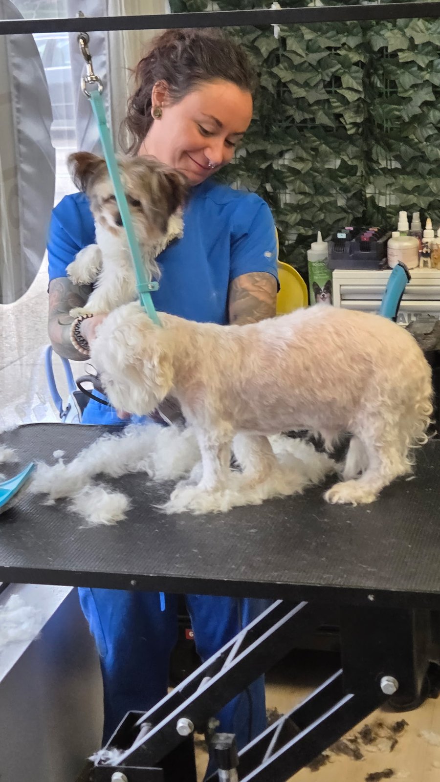 Julia holding one dog while grooming the other